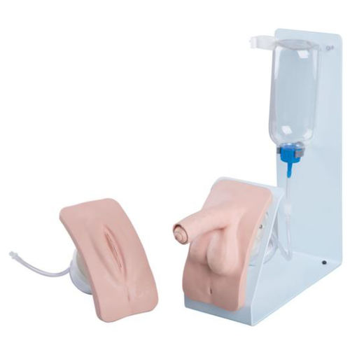 Demonstration simulator - P93B-S - 3B Scientific   - urinary catheterization / female / male