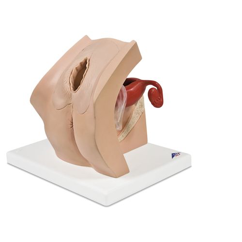 Training simulator - P53 - 3B Scientific   - obstetrical/gynecological / pregnancy / female
