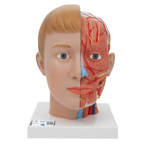 Head model - C07 - 3B Scientific   - for teaching
