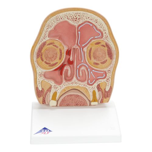Head model - C13/1 - 3B Scientific   - for teaching