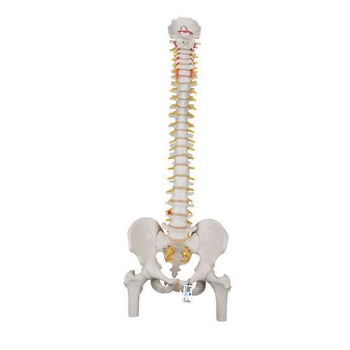 Pelvis model - A58/2 - 3B Scientific   - vertebral column / for demonstration / male