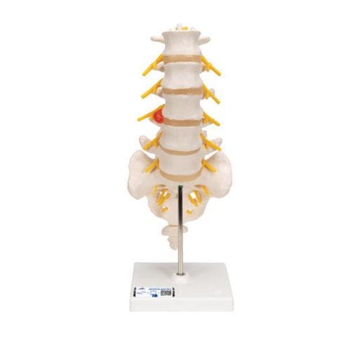 Lumbar vertebral column model - A76/5 - 3B Scientific   - with sacrum / for teaching