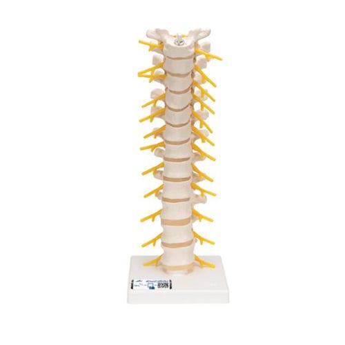 Spinal anatomical model - A73 - 3B Scientific   - spinal cord / for teaching / flexible