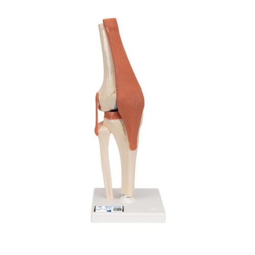 Bone model - A82/1 - 3B Scientific   - joint / knee / for teaching