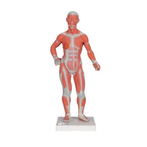 Muscle model - B59 - 3B Scientific   - whole body / for teaching / miniature