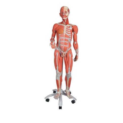 Muscle model - B50 - 3B Scientific   - whole body / training / with musculature