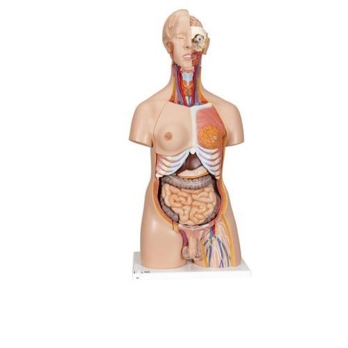 Body anatomy model - B30 - 3B Scientific   - for teaching / miniature