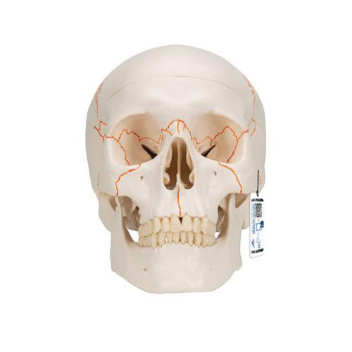 Skull model - A21 - 3B Scientific   - for teaching / plastic