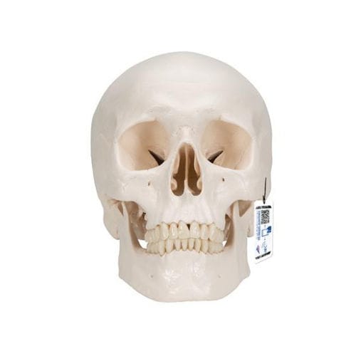 Skull model - A20/9 - 3B Scientific   - brain / for teaching / plastic