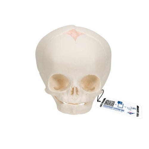 Skull model - A25 - 3B Scientific   - for teaching / fetus / articulated