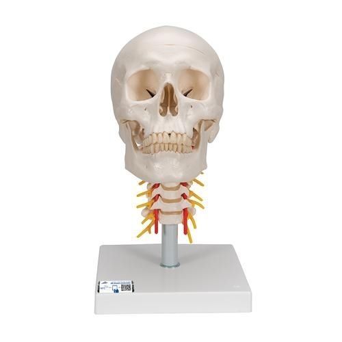 Skull model - A20/1 - 3B Scientific   - for teaching