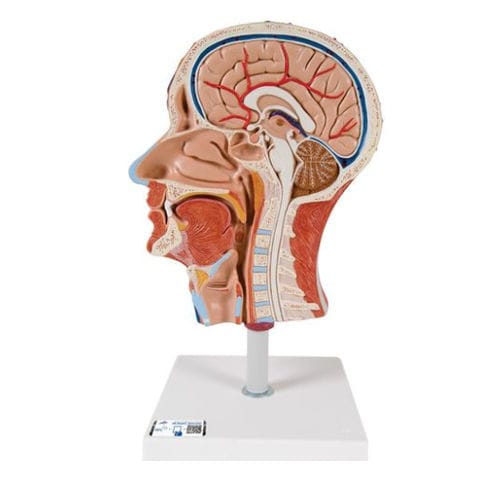 Head model - C14  - 3B Scientific   - for teaching / with musculature