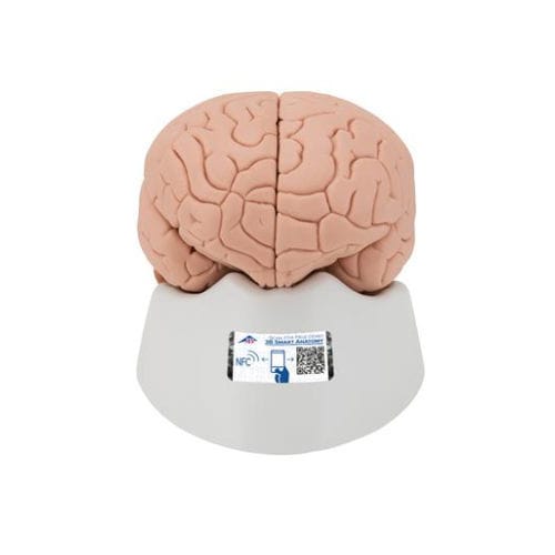 Brain model - C17 - 3B Scientific   - for teaching / acupuncture