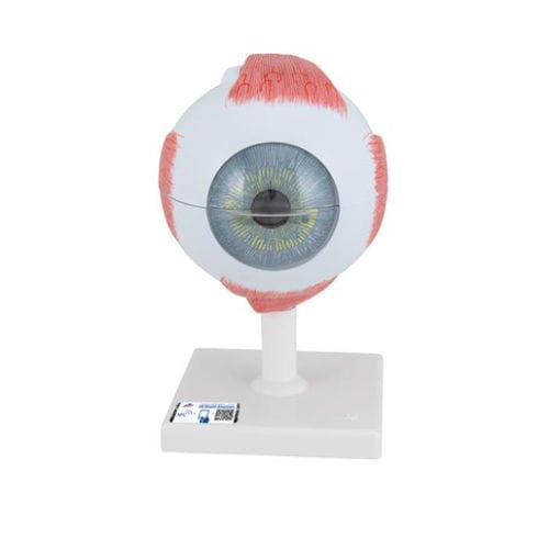 Eye anatomical model - F10 - 3B Scientific   - for teaching
