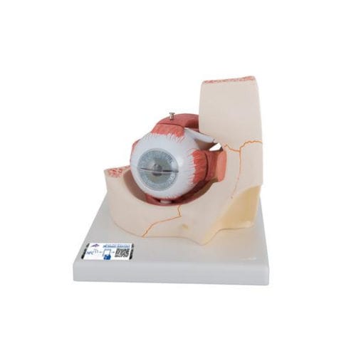 Eye anatomical model - F13 - 3B Scientific   - for teaching