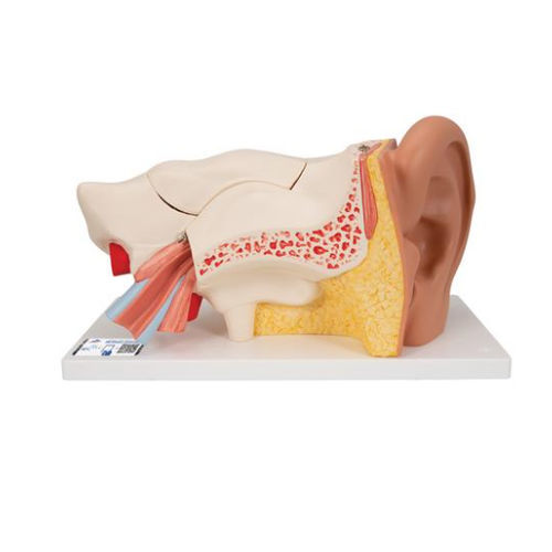 Inner ear model - E11 - 3B Scientific   - for teaching