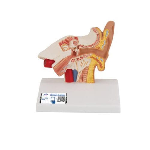 Inner ear model - E12 - 3B Scientific  