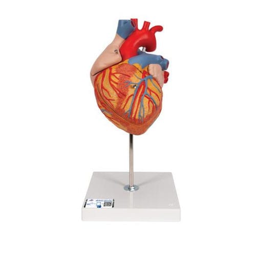 Heart model - G12 - 3B Scientific   - for teaching