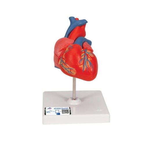Heart model - G08 - 3B Scientific   - for teaching