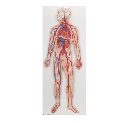 Circulatory system vascular model - G30 - 3B Scientific   - whole body / for teaching