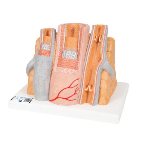 Artery model - G42 - 3B Scientific   - vein / for teaching