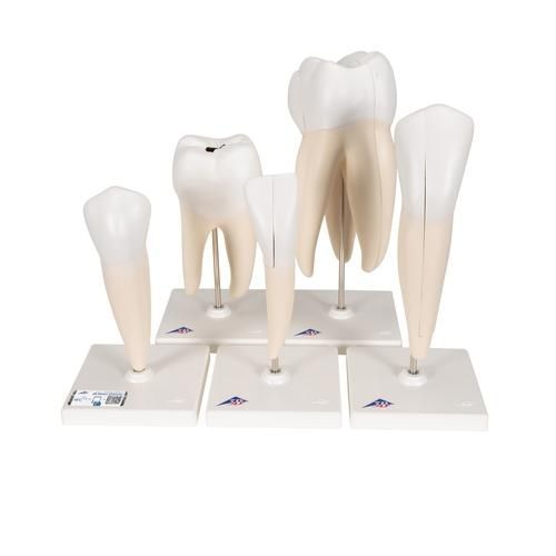 Tooth model - D10  - 3B Scientific   - training