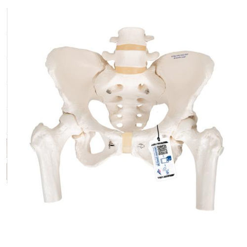 Skeleton model - A62 - 3B Scientific   - pelvis / femur / female