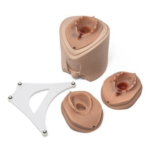 Delivery simulator - P96 - 3B Scientific   - training / suture / surgery