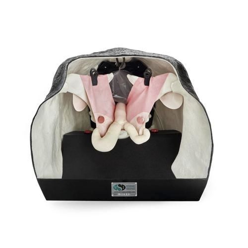 Theriogenology simulator - 1025 series - 3B Scientific   - palpation / training / cattle