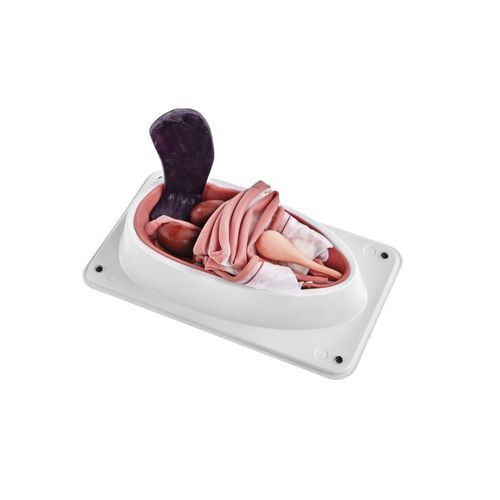 Canine spay simulator - 1025627 - 3B Scientific   - suture / canine / plastic