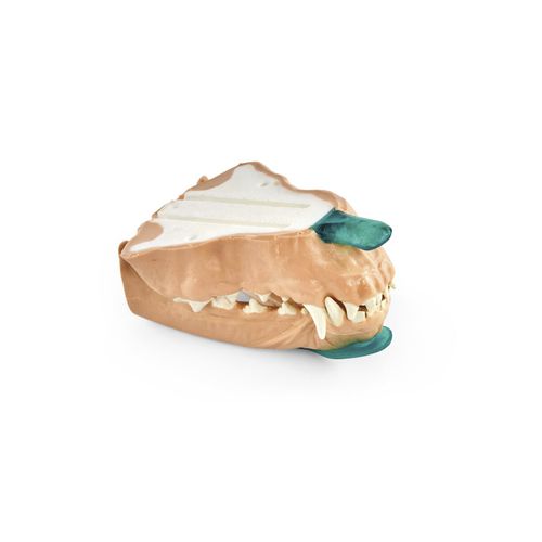Tooth model - 1025651 - 3B Scientific   - dental / jaw / for veterinary care