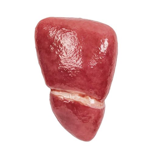 Liver anatomical model - 1025971 - 3B Scientific   - pink