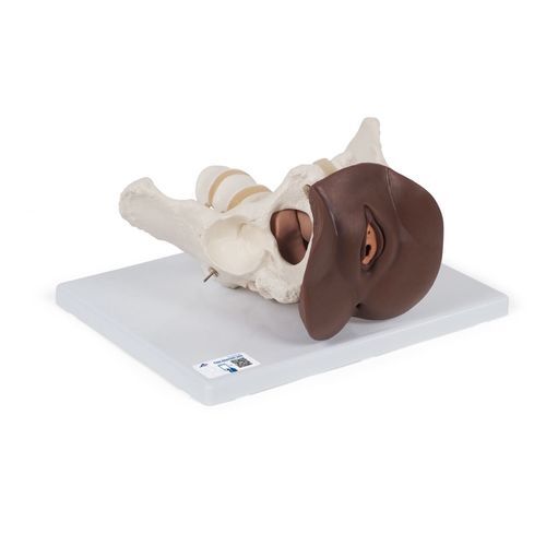 Skeleton model - L31D - 3B Scientific   - uterus / rectum / female genital organ