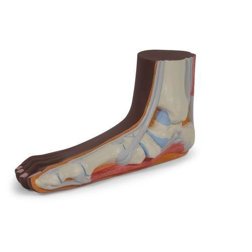Malleolus anatomical model - M31D - 3B Scientific   - bone / skin / muscle