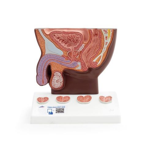 Prostate model - K41D - 3B Scientific   - urethra / rectum / pelvis