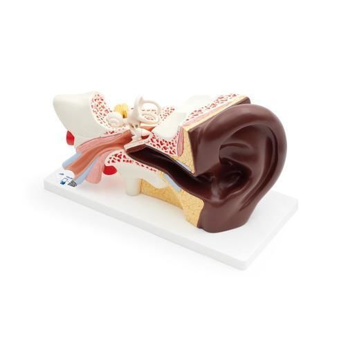 Nerve model - E10D - 3B Scientific   - ear / cochlea / ossicles
