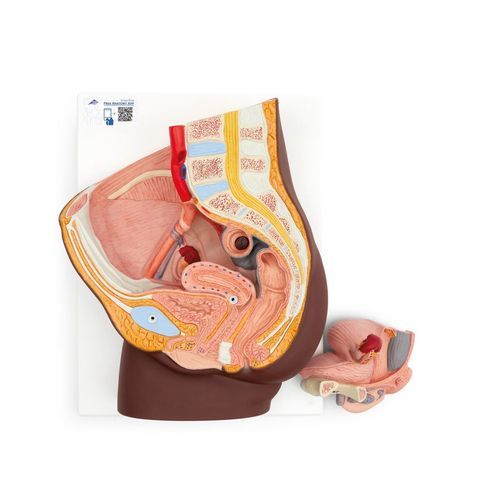 Rectum model - H10D - 3B Scientific   - bladder / vagina / uterus