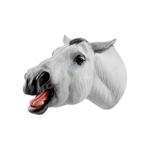 Mouth anatomical model - 1026511 - 3B Scientific   - mandibular / maxilla / head