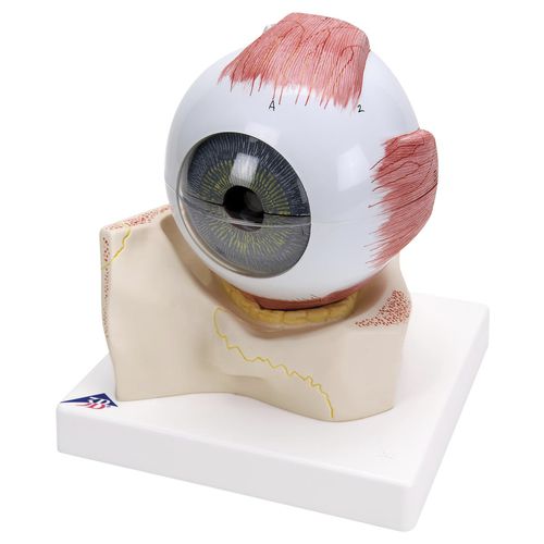 Eye model - F11  - 3B Scientific   - for teaching