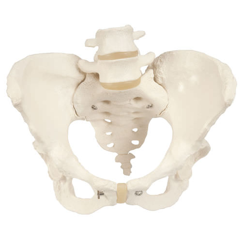 Skeleton model - A61 - 3B Scientific   - pelvis / for teaching / female