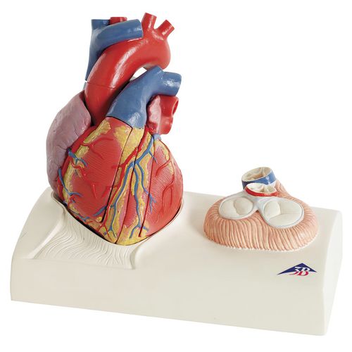 Heart model - G01 - 3B Scientific   - for teaching / with blood vessels