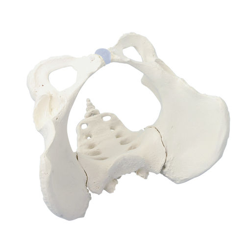 Joint model - 4054 - Erler-Zimmer - pelvis / with sacrum / for teaching