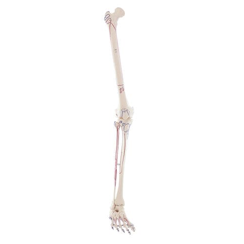 Skeleton model - 6071 - Erler-Zimmer - leg / for teaching / with muscle marking