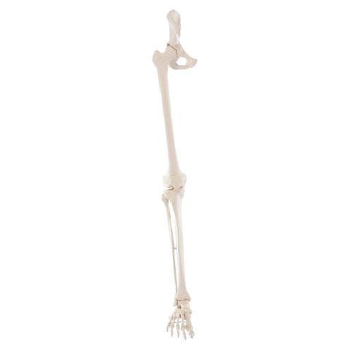 Skeleton model - 6068 - Erler-Zimmer - leg / foot / for teaching