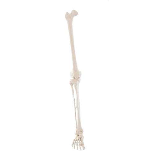 Skeleton model - 6062 - Erler-Zimmer - leg / foot / for teaching
