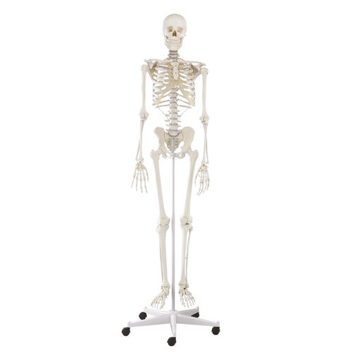 Skeleton model - Willi - Erler-Zimmer - for teaching / articulated