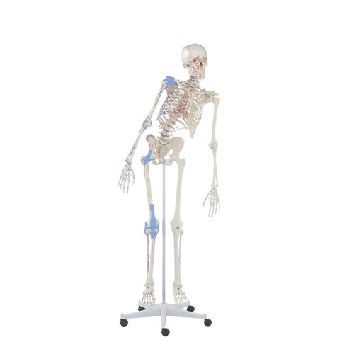 Skeleton model - Max - Erler-Zimmer - for teaching / with flexible spine / articulated