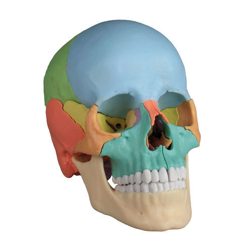 Skull model - 4708 - Erler-Zimmer - training / male