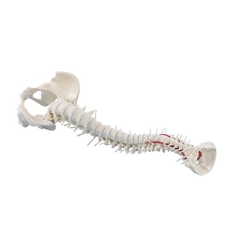 Vertebral column model - 4006 - Erler-Zimmer - for teaching / with ...