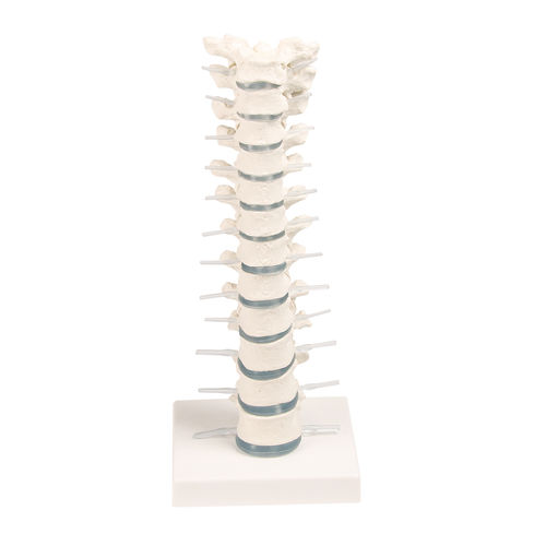 Thoracic vertebra anatomical model - 4060 - Erler-Zimmer - for teaching